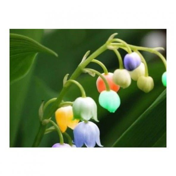 Çok Nadir İthal Renkli Çan Orkide Çiçeği Tohumu 5 Tohum - 4