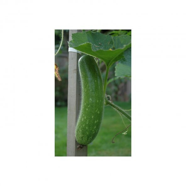 Nadir Tüylü Salatalık Tohumu Ekim Seti 5 Tohum Saksı Toprak Kombin - Resim 3