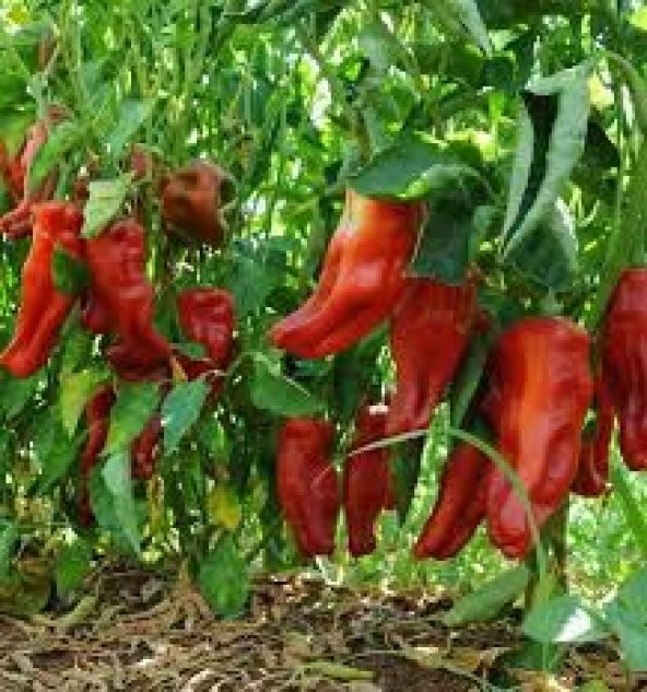 Nadir Çok Acı Urfa İsot Biberi Tohumu Ekim Seti 10 Tohum Saksı Toprak Kombin - Resim 3