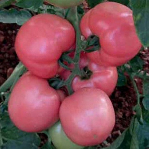 Nadir Dev Bulgar Pembe Domates Tohumu Ekim Seti 10 Tohum Saksı Toprak Kombin - Resim 3