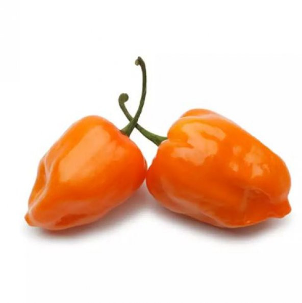 Nadir İthal Çok Acı Habanero Biber Tohumu Ekim Seti 5 Tohum Saksı Toprak Kombin