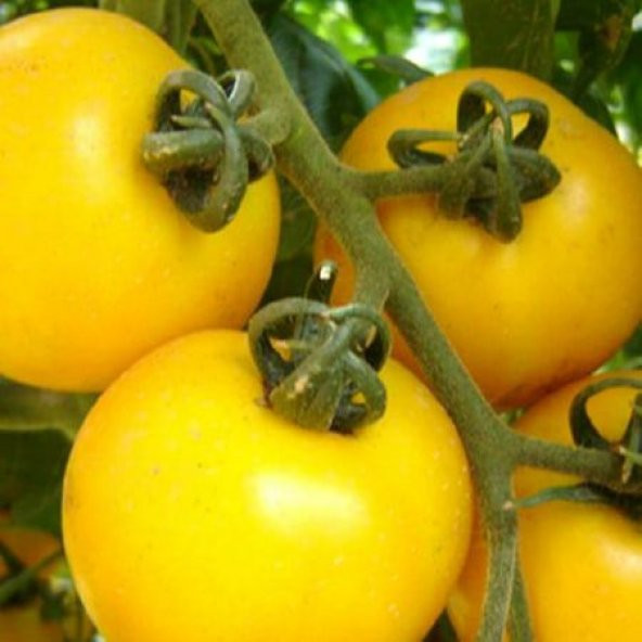 Nadir İthal Sarı Domates Tohumu Ekim Seti 5 Tohum Saksı Toprak Kombin - Resim 4