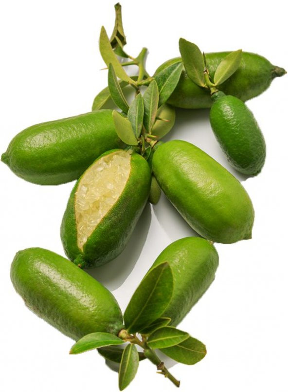Nadir İthal Parmak Limon Tohumu Ekim Seti 3 Tohum Saksı Toprak Kombin