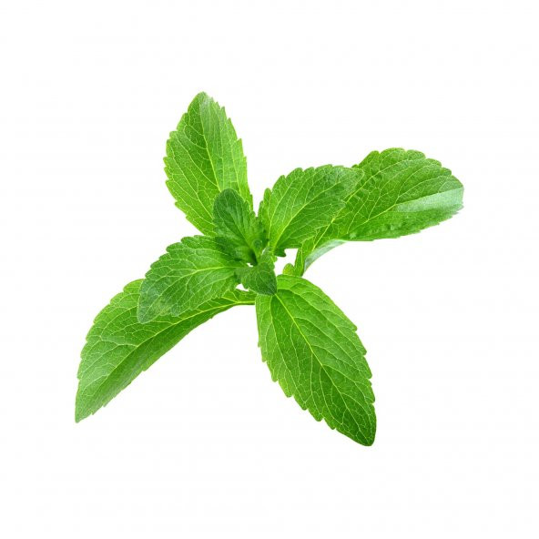 Eko Paket 40 Adet Tohum Stevia Tohumu Şekerotu Tohumu Şeker Otu Tohumu - 4