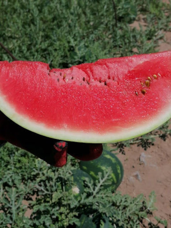 Eko Paket 50 Adet Tohum Meşhur Dev Adana Karpuz Tohumu - Resim 3