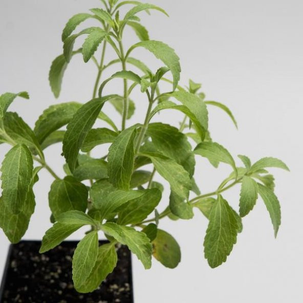 Eko Paket 40 Adet Tohum Stevia Tohumu Şekerotu Tohumu Şeker Otu Tohumu - 5