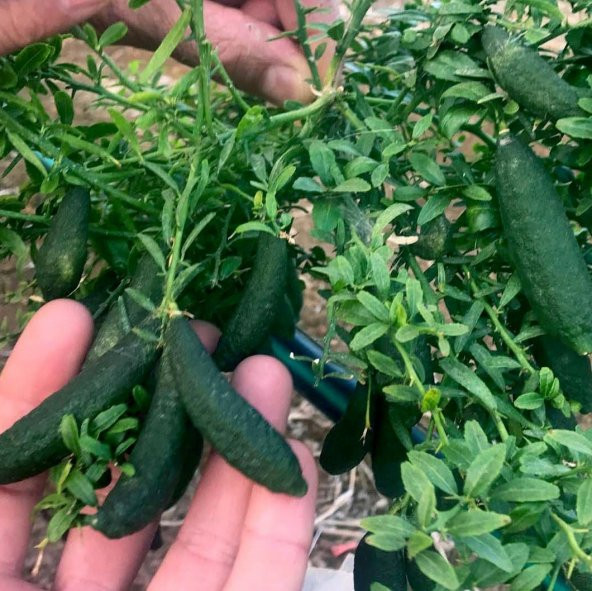 Nadir İthal Parmak Limon Tohumu Ekim Seti 3 Tohum Saksı Toprak Kombin - Resim 2