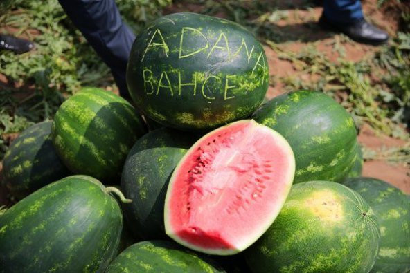 Nadir Meşhur Dev Adana Karpuzu Tohumu 5 Tohum Karpuz Tohumu - Resim 4