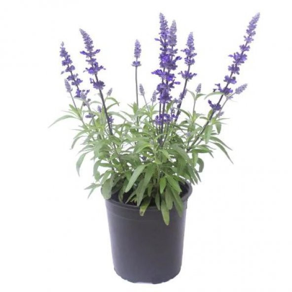 Eko Paket 35 Tohum Nadir Ada Çayı Tohumu Adaçayı Tohumu