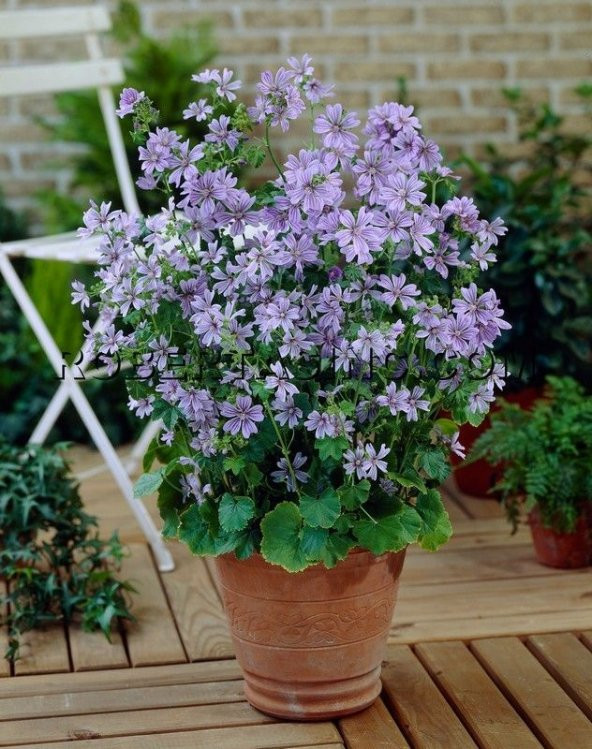 Eko Paket 50 Tohum Ebe Gömeci Tohumu Ebegömeci Tohumu Ebe Gümeci Tohumu Ebegümeci