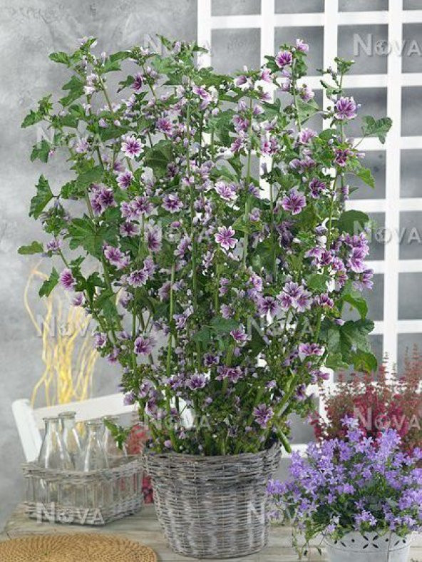 Süper Paket 100 Tohum Ebe Gömeci Tohumu Ebegömeci Tohumu Ebe Gümeci Tohumu Ebegümeci - 2