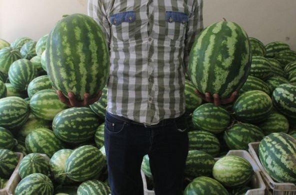 Nadir Meşhur Dev Adana Karpuzu Tohumu 5 Tohum Karpuz Tohumu - Resim 5