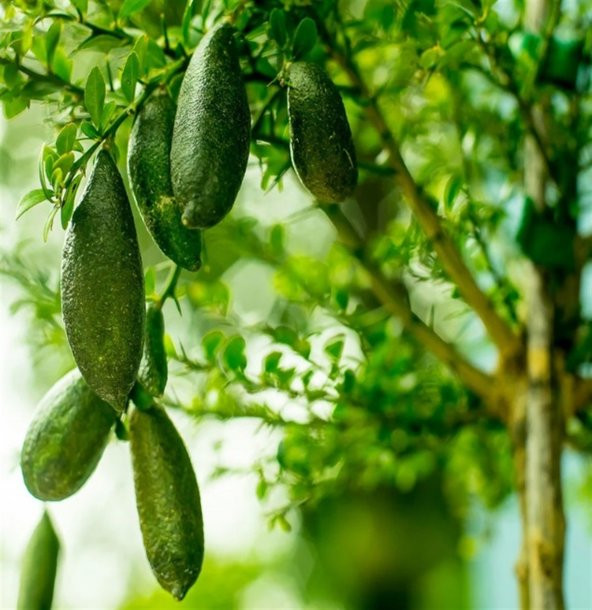 Nadir İthal Parmak Limon Tohumu Ekim Seti 3 Tohum Saksı Toprak Kombin - Resim 3