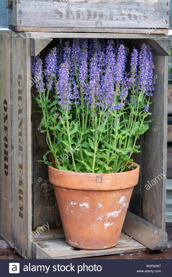 Süper Paket 75 Tohum Nadir Ada Çayı Tohumu Adaçayı Tohumu - 2