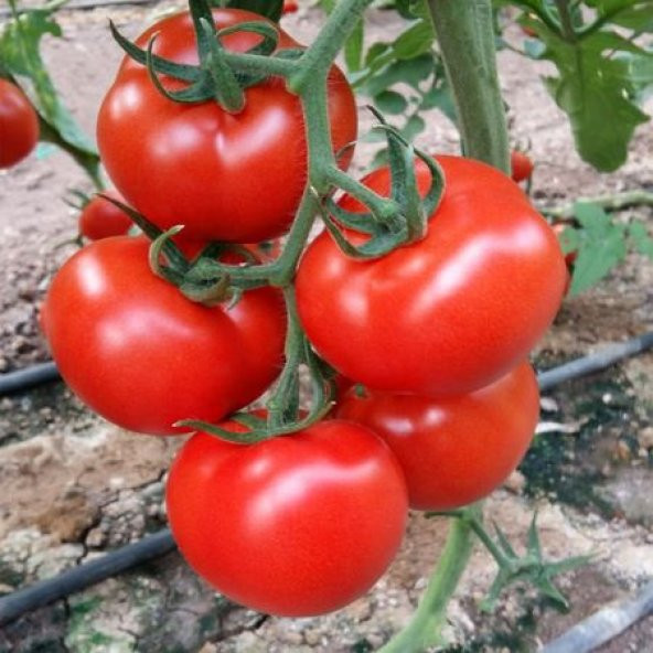 Eko Paket 100 Tohum Nadir Nuran Domates Tohumu - 4