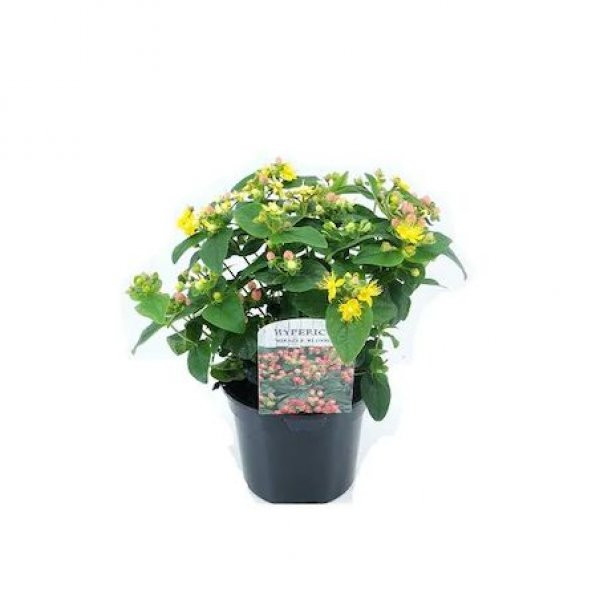 Eko Paket 50 Tohum Nadir Sarı Kantoron Tohumu Kantaron Tohumu