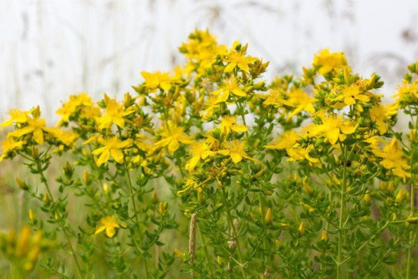 Süper Paket 100 Tohum Nadir Kantoron Tohumu Kantaron Tohumu - Resim 2