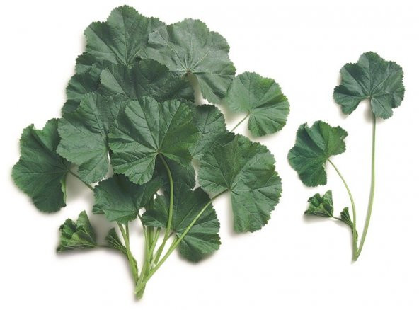 Süper Paket 100 Tohum Ebe Gömeci Tohumu Ebegömeci Tohumu Ebe Gümeci Tohumu Ebegümeci - 4