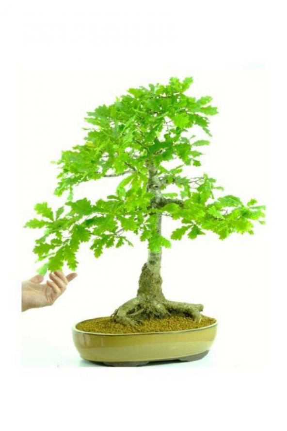 Nadir İthal Meşe Bonzai Ağacı Tohumu 3 Tohum Bonsai Tohumu - Resim 2