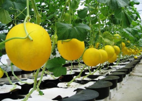 İthal Nadir Minik Saksı Kavunu Plum Granny Kavun Tohumu 5 Tohum Kombin - 2
