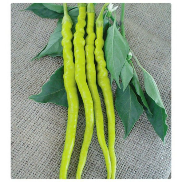 Eko Paket 150 Tohum Acı Golden Cayenne Biber Tohumu Sarı Sivri Biber - Resim 3