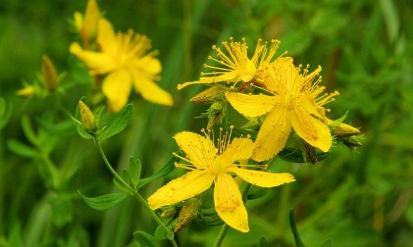 Eko Paket 50 Tohum Nadir Sarı Kantoron Tohumu Kantaron Tohumu - 3