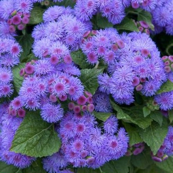 Nadir İthal Ageratum Çiçeği Tohum 10 Tohum Çiçek Tohumu - 2