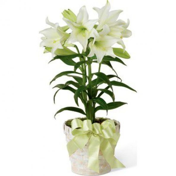 Nadir İthal Japon Zambak Tohumu 3 Tohum Çiçek Tohumu