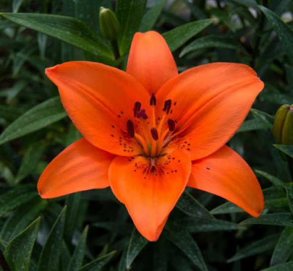 Nadir İthal Arpa Zambak Tohumu Ekim Seti 3 Tohum Çiçek Tohumu Saksı Toprak Kombin - 3