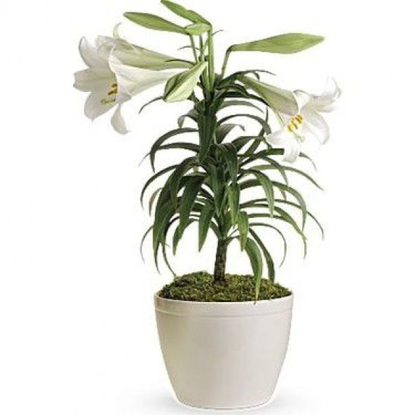 Nadir İthal Japon Zambak Tohumu Ekim Seti 3 Tohum Çiçek Tohumu Saksı Toprak Kombin - Resim 3