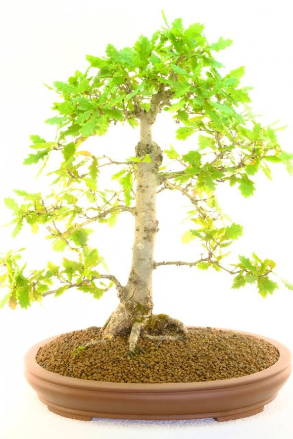 Nadir İthal Meşe Bonzai Ağacı Tohumu 3 Tohum Bonsai Tohumu - Resim 4