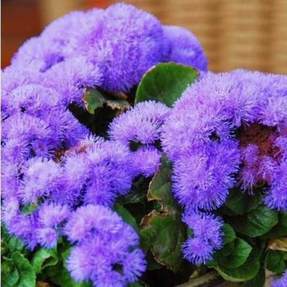 Nadir İthal Ageratum Çiçeği Tohum 10 Tohum Çiçek Tohumu - 4