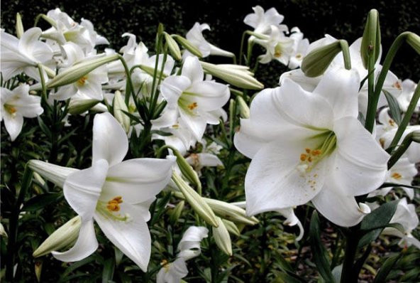 Nadir İthal Japon Zambak Tohumu Ekim Seti 3 Tohum Çiçek Tohumu Saksı Toprak Kombin - Resim 4