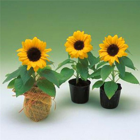 Süs Ayçiçeği Tohumu Ekim Seti 5 Tohum Çiçek Tohumu Saksı Toprak Kombin - Resim 4