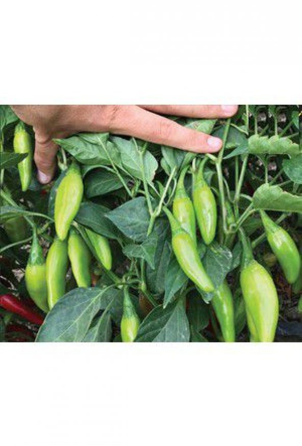 Nadir Balık Biber Tohumu Ekim Seti 10 Tohum Balık Biberi Tohumu Saksı Toprak Kombin - 3