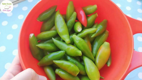 Nadir Balık Biber Tohumu Ekim Seti 10 Tohum Balık Biberi Tohumu Saksı Toprak Kombin - 4