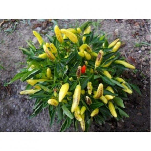 Acı Yayla Biberi Tohumu Ekim Seti 20 Tohum Biber Tohumu Saksı Toprak Kombin - Resim 3