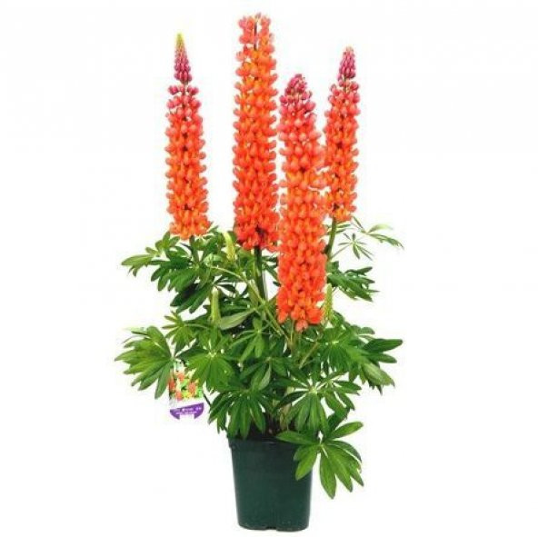 Nadir İthal Karışık Lupino Çiçeği Tohumu 5 Tohum Çiçek Tohumu