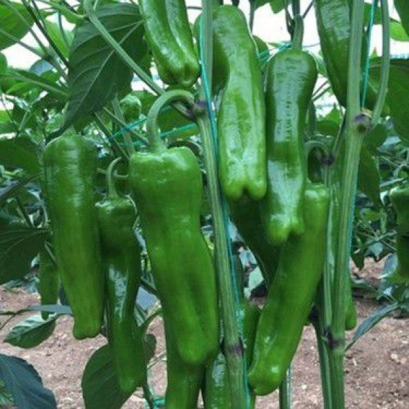 Meşhur Tatlı Köy Biberi Tohumu Ekim Seti 15 Tohum Biber Tohumu Saksı Toprak Kombin - 4