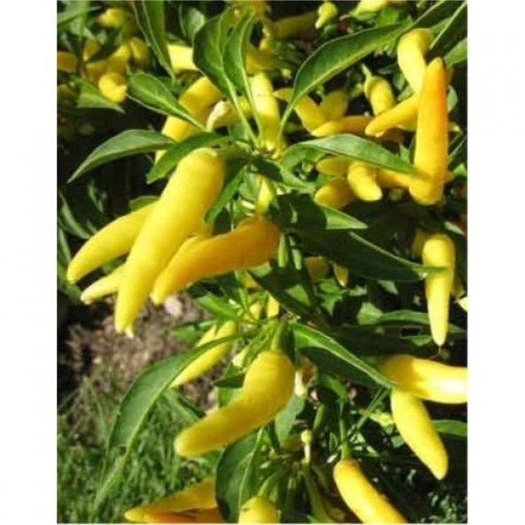 Meşhur Acı Yayla Biberi Tohumu 20 Tohum Biber Tohumu Süs Biber Tohumu - Resim 4