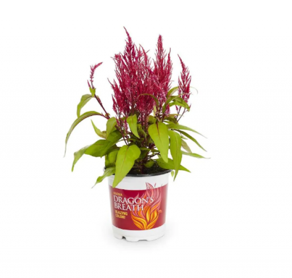 Nadir Püskül Çiçeği Tohumu Ekim Seti 5 Tohum Çiçek Tohumu Saksı Toprak Kombin