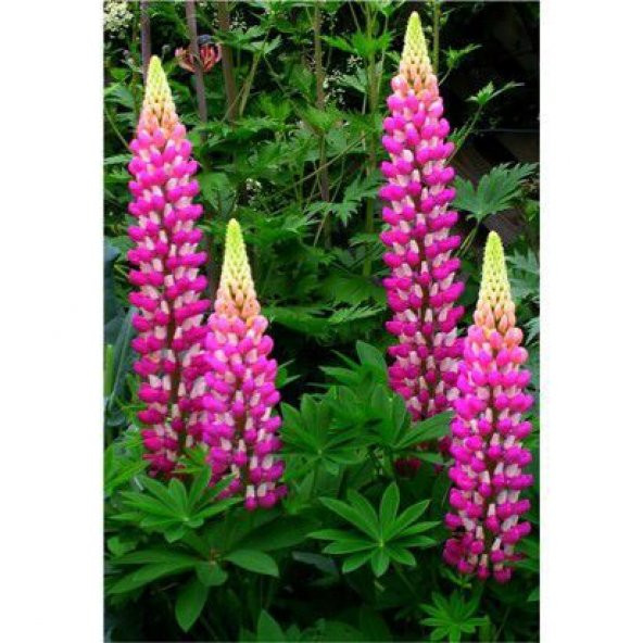 Nadir İthal Karışık Lupino Çiçeği Tohumu 5 Tohum Çiçek Tohumu - 2