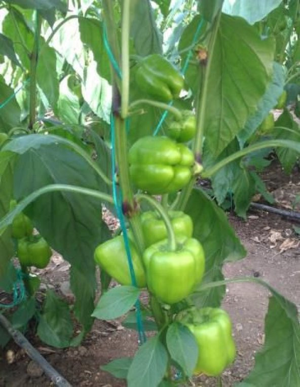 Tatlı Dolmalık Biber Tohumu 20 Tohum - Resim 3