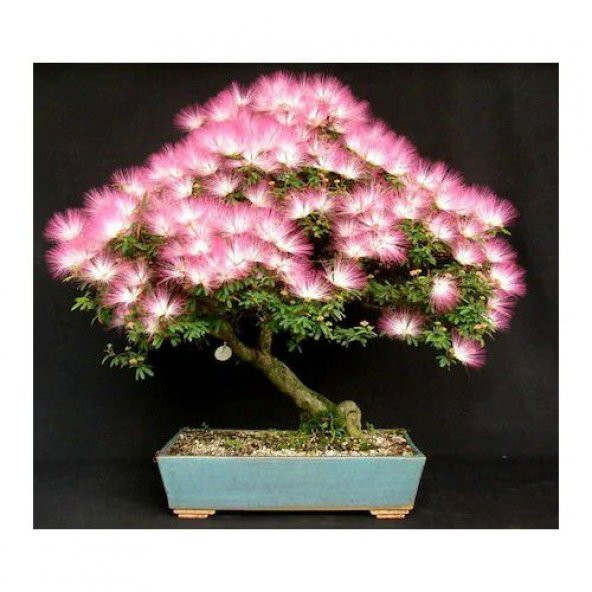 Nadir İThal Bodur Gülibrişim Bonzai Ağacı Tohumu 5 Tohum Bonsai Tohumu - 3