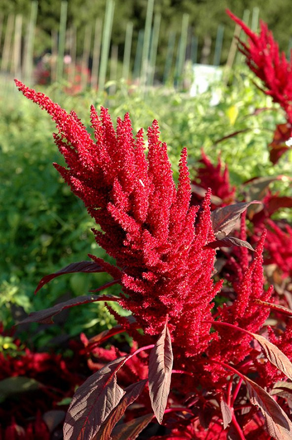Nadir Püskül Çiçeği Tohumu Ekim Seti 5 Tohum Çiçek Tohumu Saksı Toprak Kombin - 2
