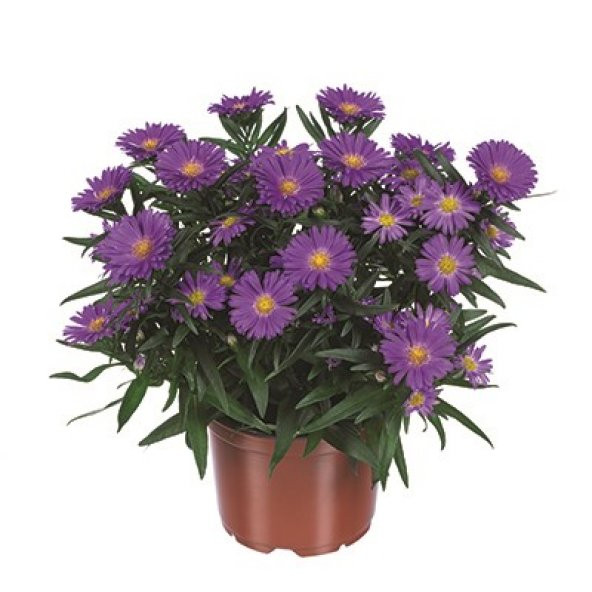 Yıldızpatı Çiçeği Tohumu 10 Tohum Çiçek Tohumu Yıldız Patı Çiçeği Tohumu - Resim 2