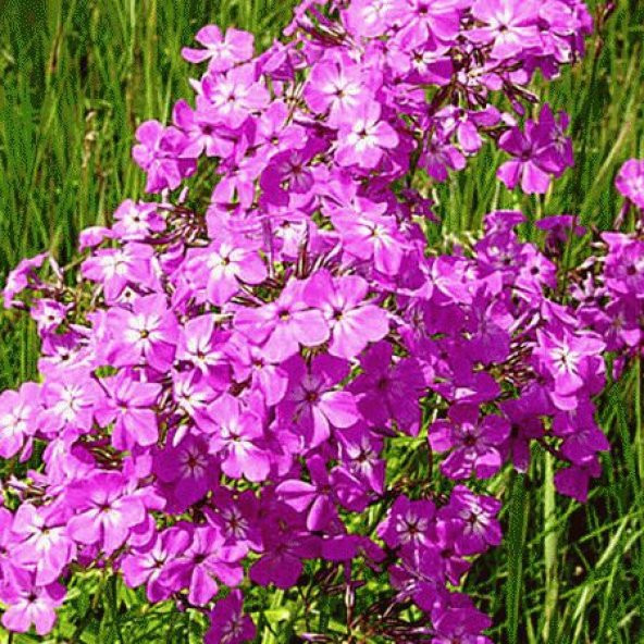 Karışık İthal Philox Çiçeği Tohumu 5 Tohum Phlox Tohumu Çiçek Tohumu - 4