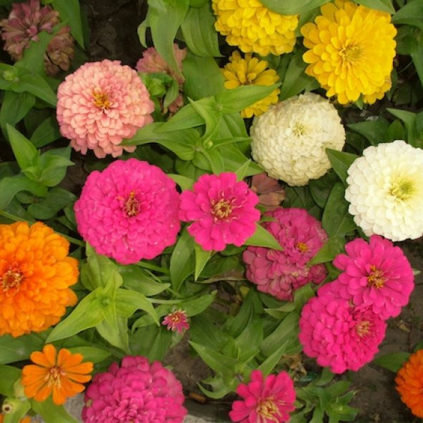 Karışık Kirli Hanım Çiçeği Tohumu 5 Tohum Çiçek Tohumu - 3