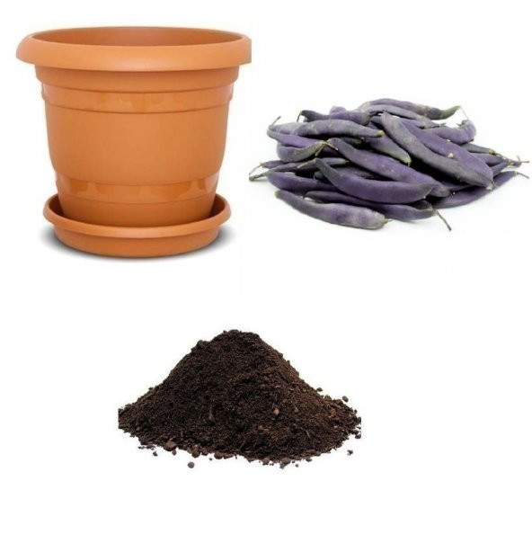Nadir İthal Mor Fasulye Tohumu Ekim Seti 3 Tohum Fasülye Tohumu Saksı Toprak Kombin