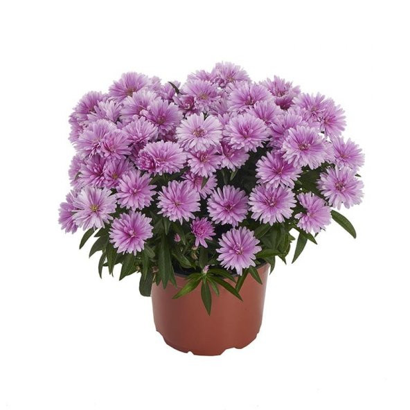 Yıldızpatı Çiçeği Tohumu 10 Tohum Çiçek Tohumu Yıldız Patı Çiçeği Tohumu - Resim 3